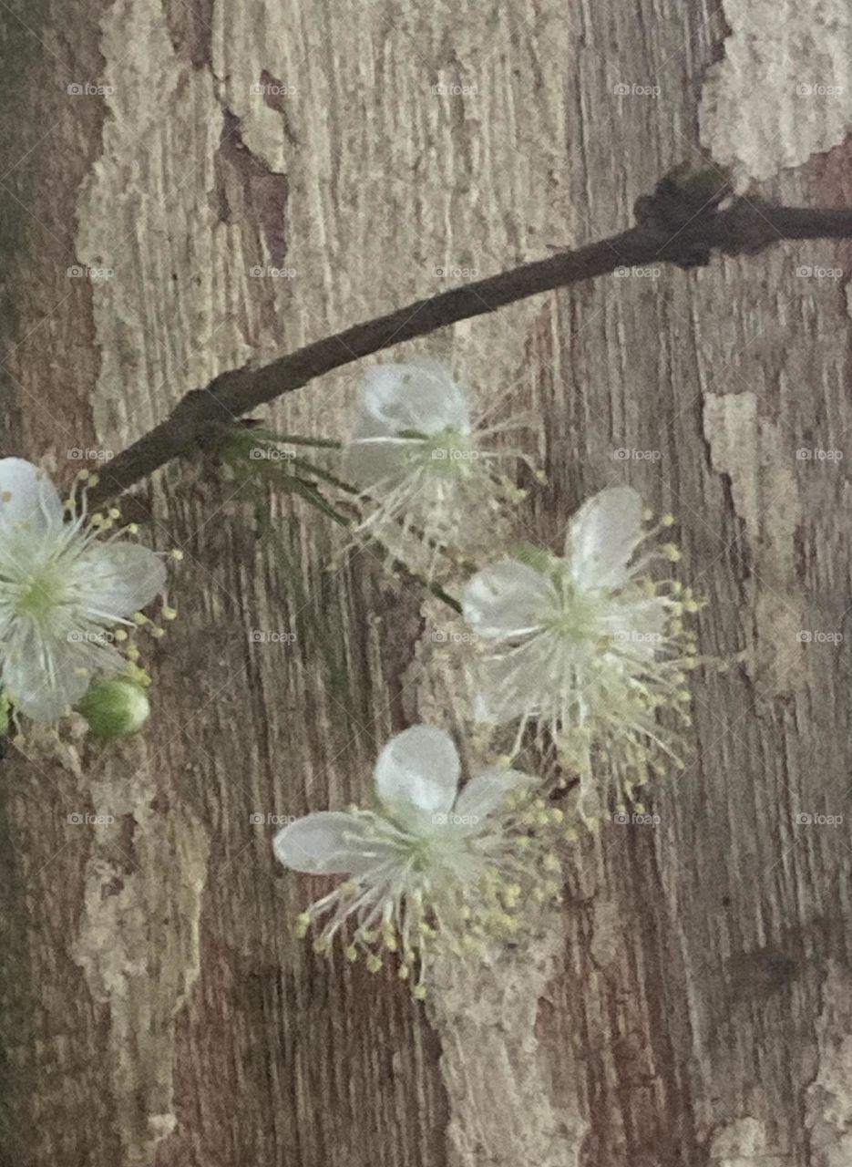 Galho de pitanga com flores brancas delicadas crescendo sobre uma parede de madeira.