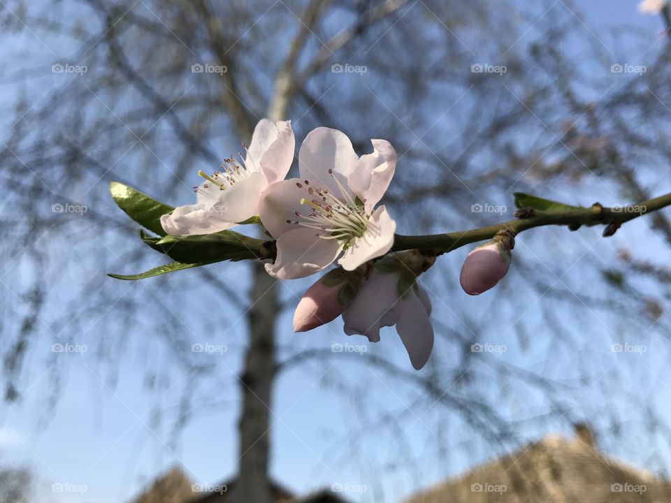 Bloom on the cherry tree in the beginning of the spring.