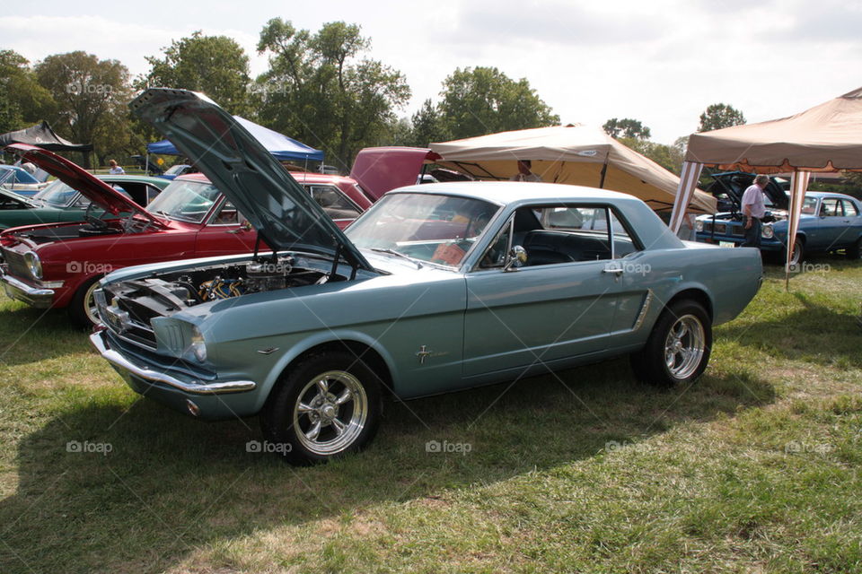 silver Mustang