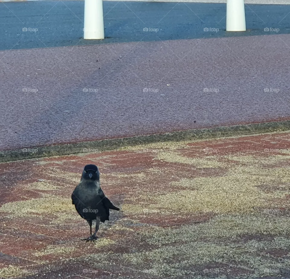 black bird on the street