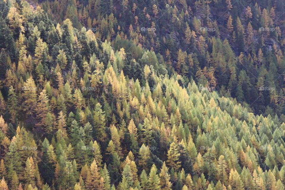 Autumn larch trees on steep hill aerial view.