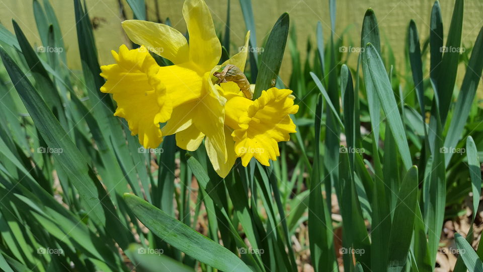 daffodils