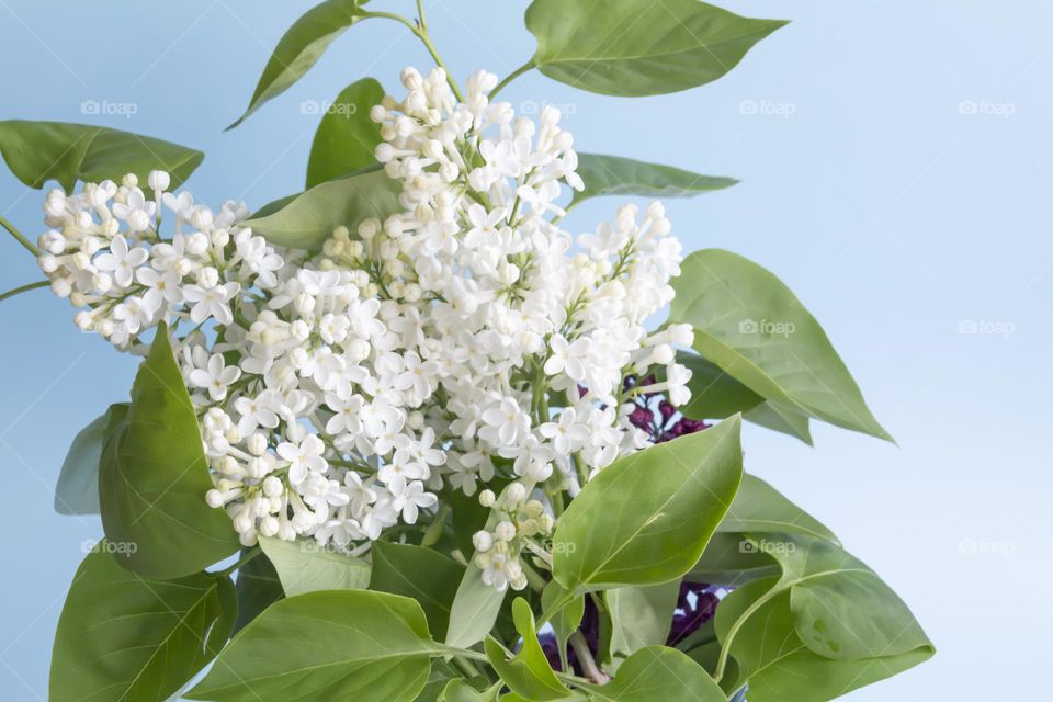 Spring, fragrant lilac with green leaves.