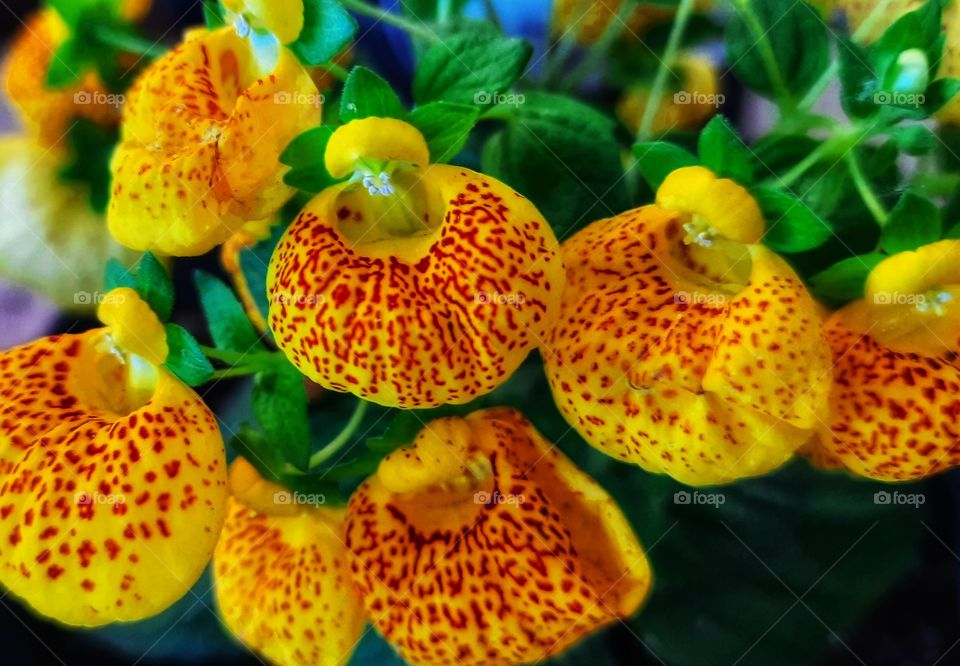 Yellow flower,nature,reflection,landscape,summer,colorful,botany,spring,plant,garden,petal,floral,flower,Yellow,season,romance