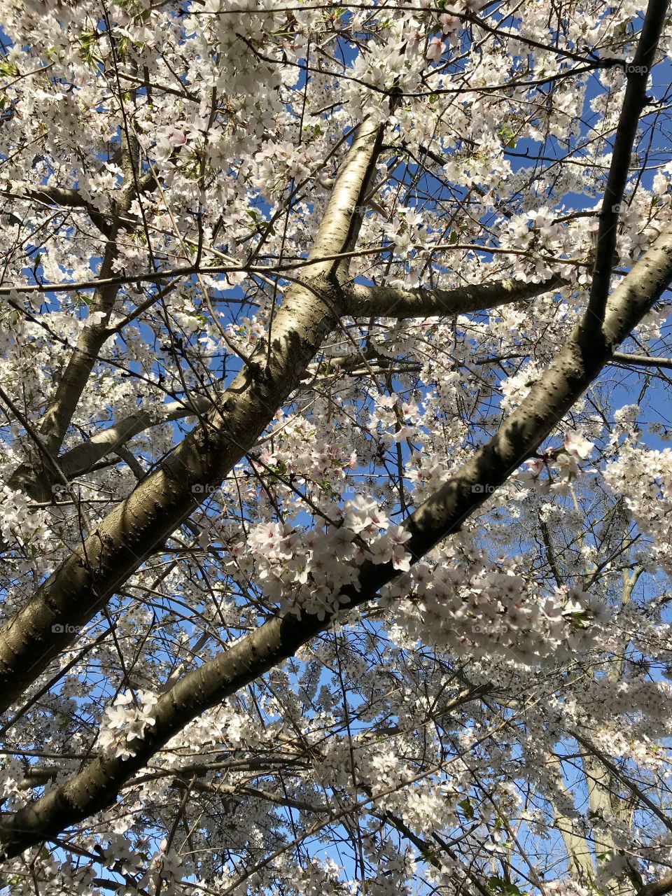 White Spring tree blooms in Ohio 