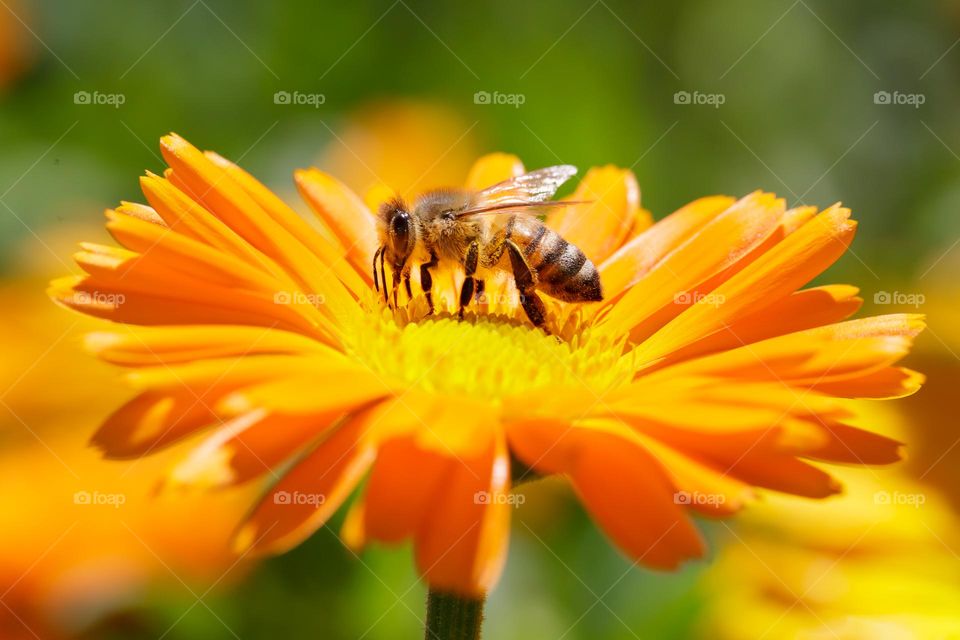 Closeup of one bee collecting pollen from a beautiful orange colored blooming flower 