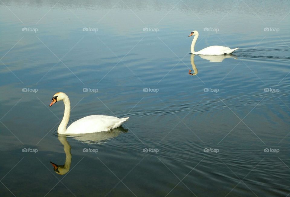 Swan, Bird, Water, Lake, Nature