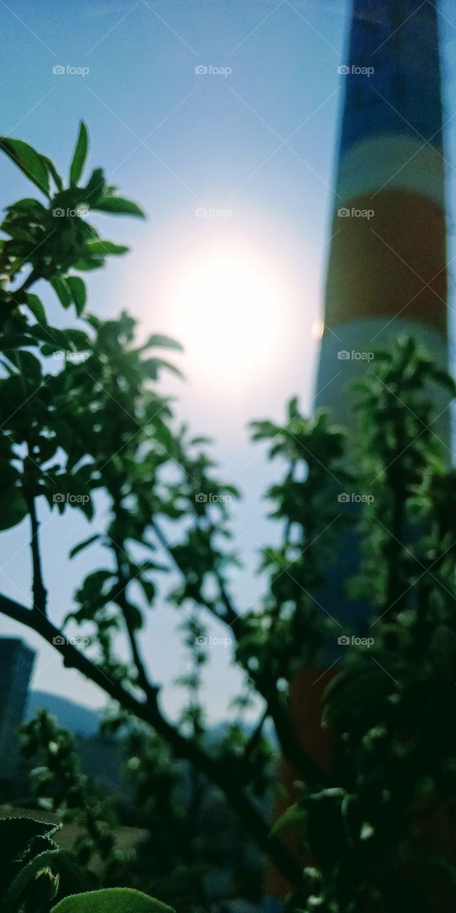 Leaf, No Person, Nature, Tree, Sun