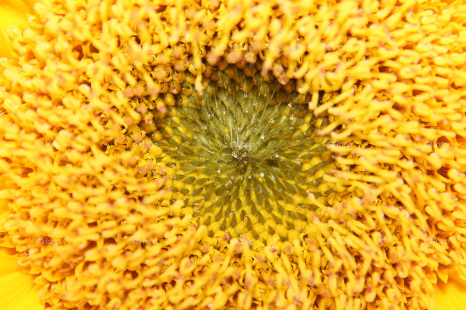 Macro of daisy