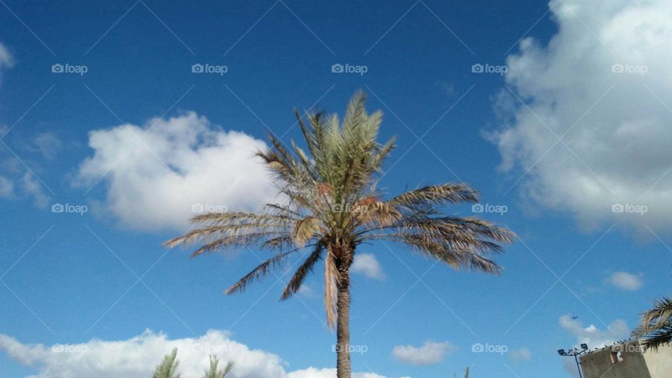 Beautiful palm tree and blue sky.