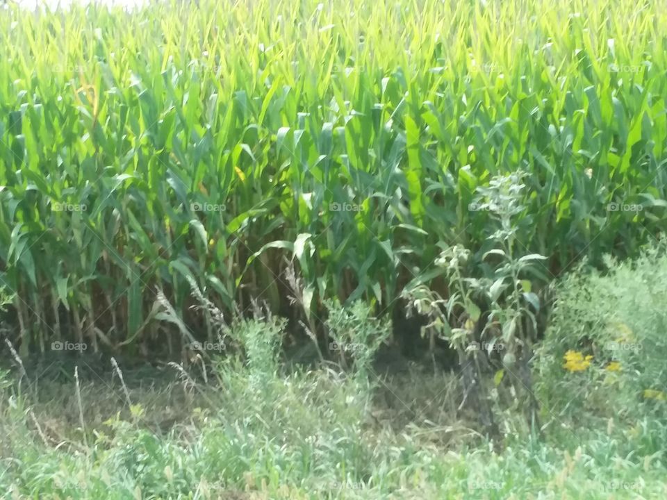 Corn field plants field green young summer