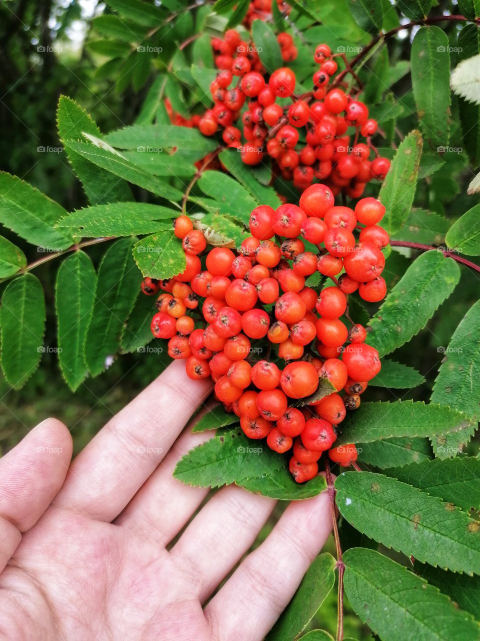 One sure sign of the arrival of autumn in Finland is the rowan tree with wonderful orange berries!