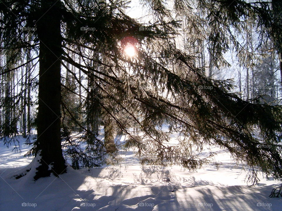 Winter Forest 