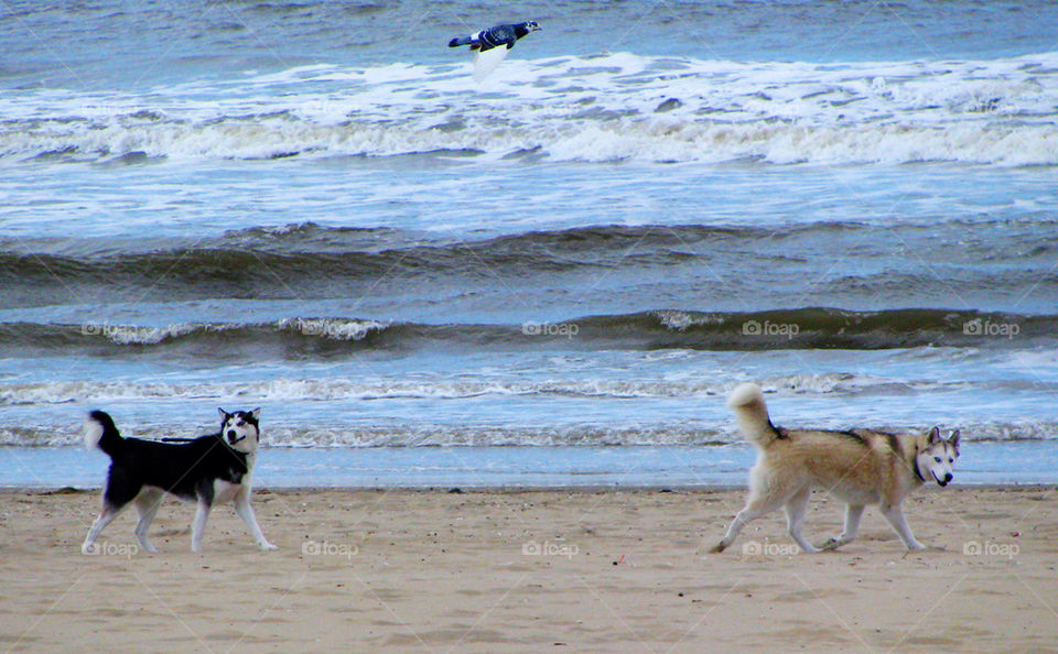 2 huskies and a bird