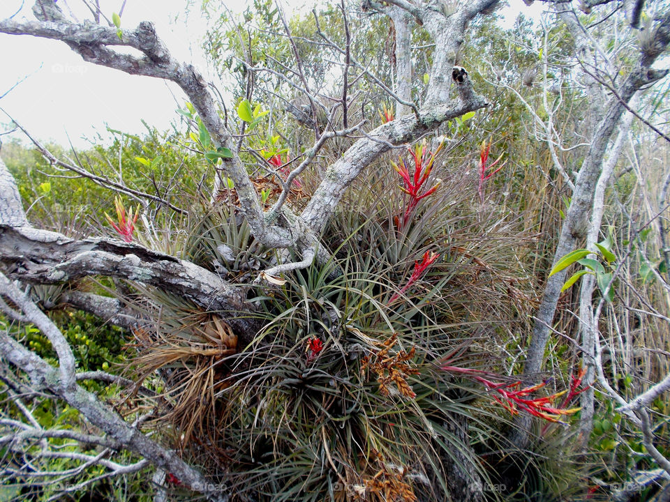 Spring flower. Emerging 