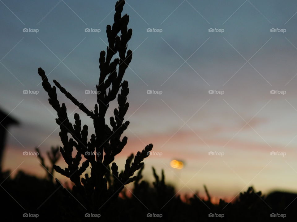 Paysage. Photo prise derrière une arbuste d’un coucher de soleil! 