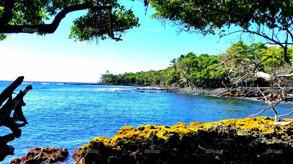 Landscape in Puna Hawai'i