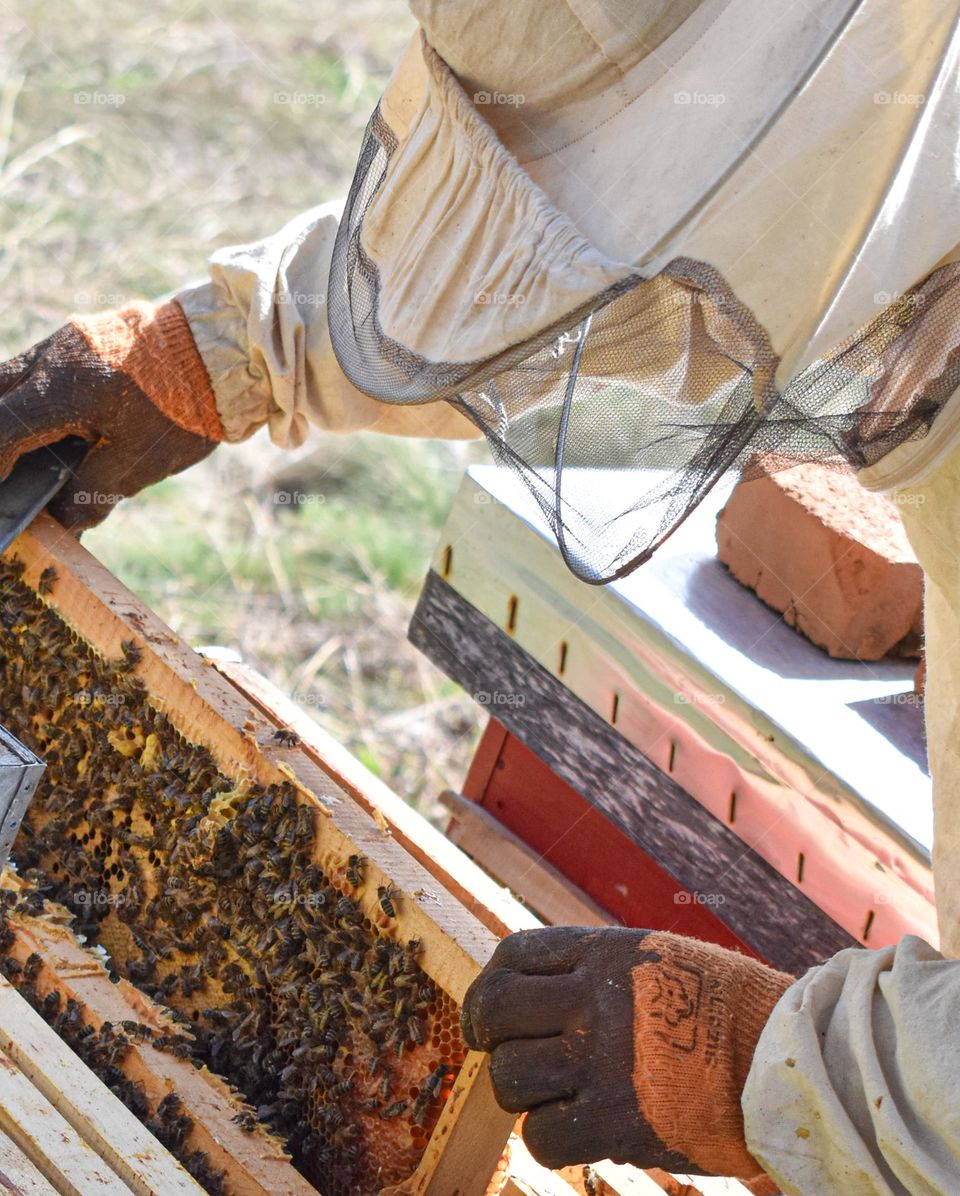 the beekeeper inspects the hive