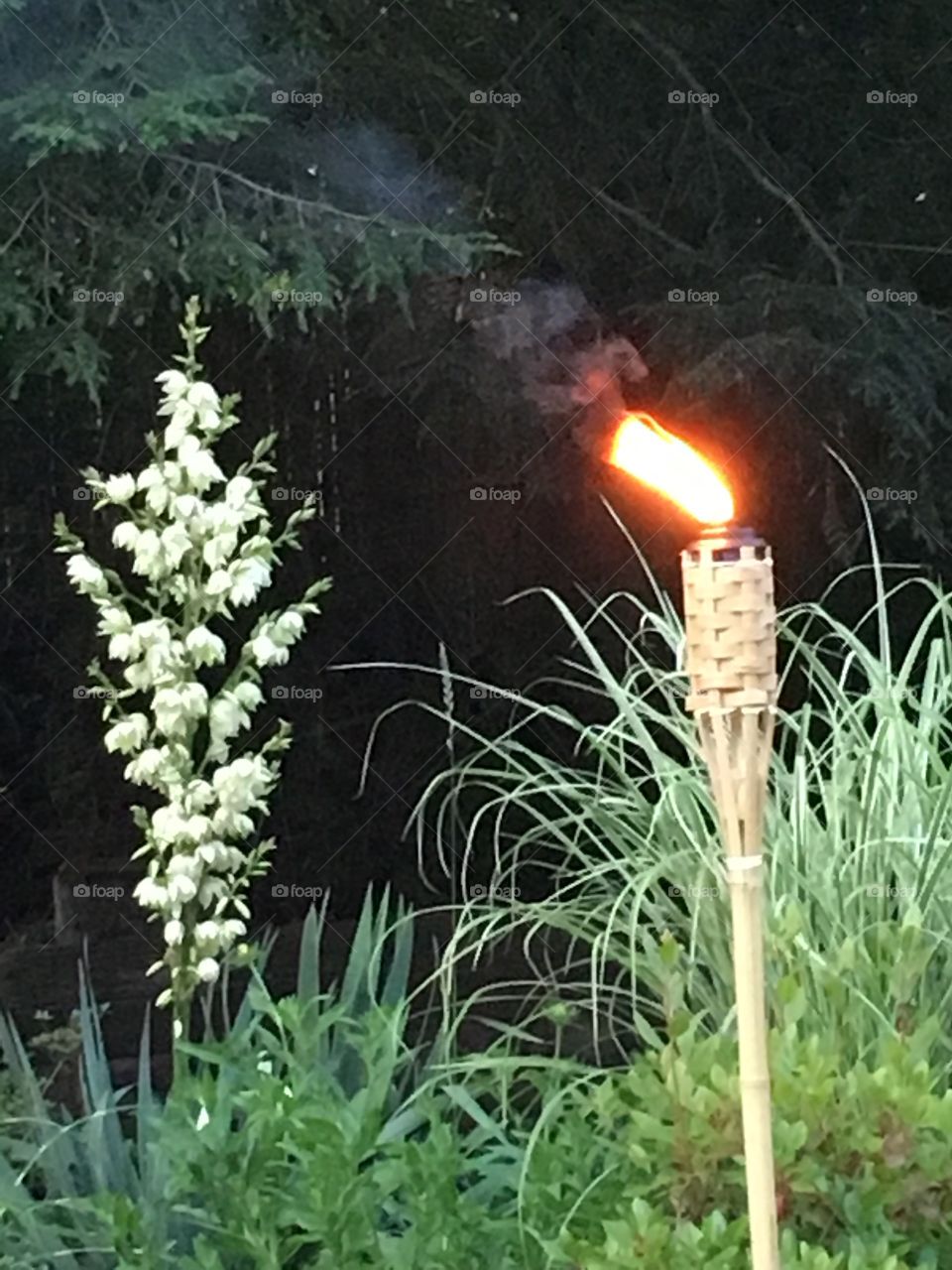 Tiki torch and yucca flower