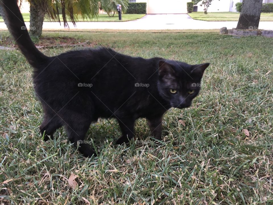 Black cat Moonshine in the green grass 