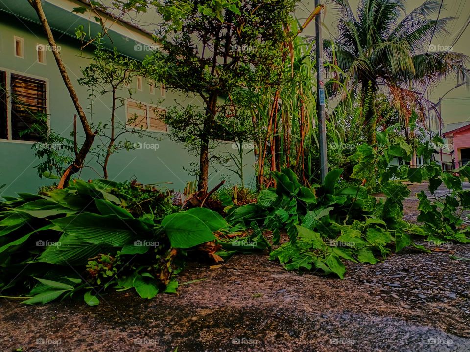 Pruning plants in the garden, then the organic waste is used as fertilizer for the plants in the garden