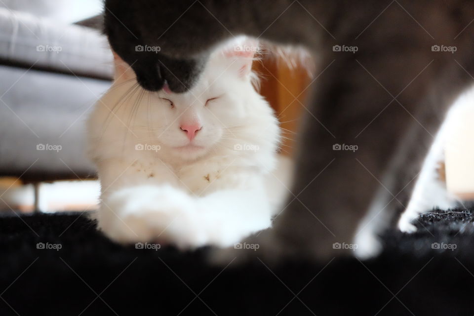 Cat, Portrait, One, Cute, Mammal