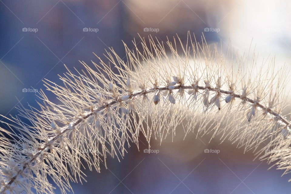 If you look carefully you will see some snow on the subject. Winter 2021