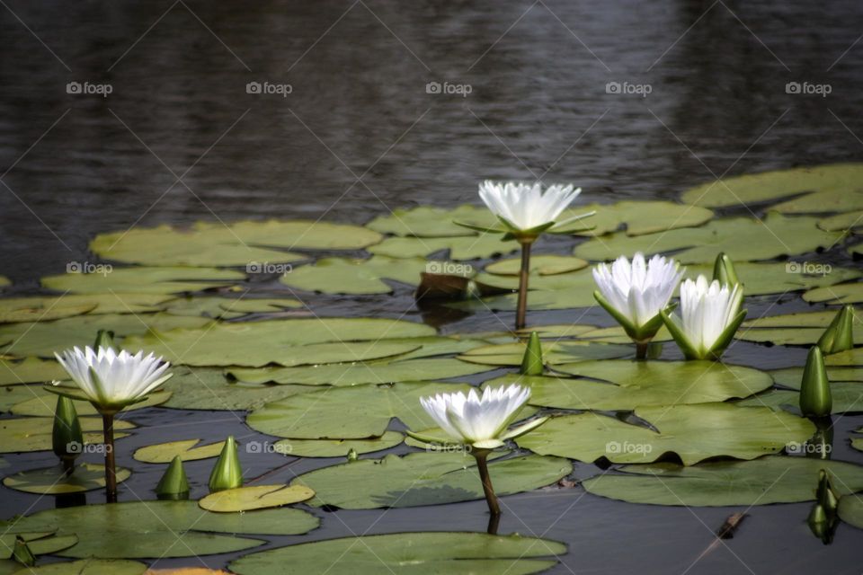 water Lilly