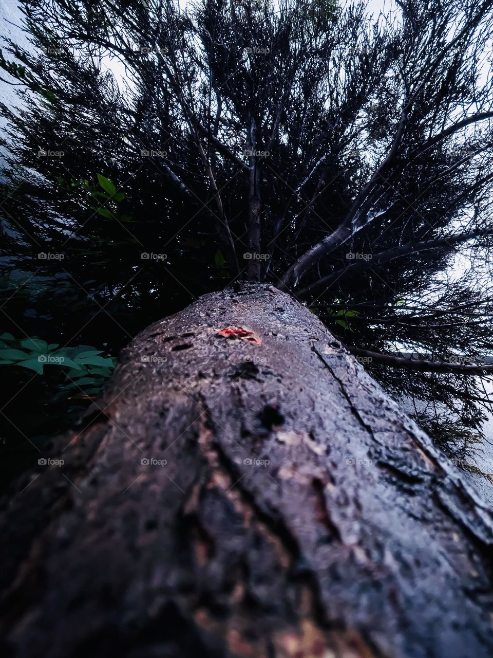 View of the trunk of a pine tree