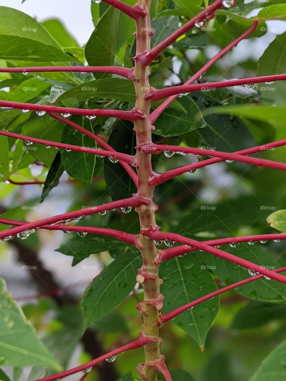 cassava plants and dew drops