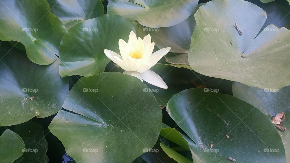 water Lilly