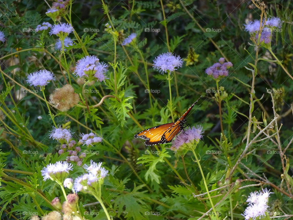 Butterfly in the flowers