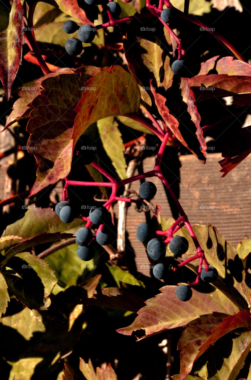 Fall With Virginia Creeper