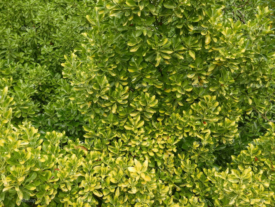 Green leaves