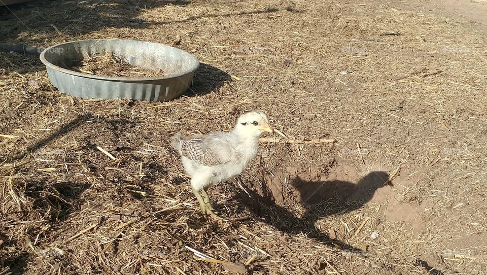 A chick and its shadow