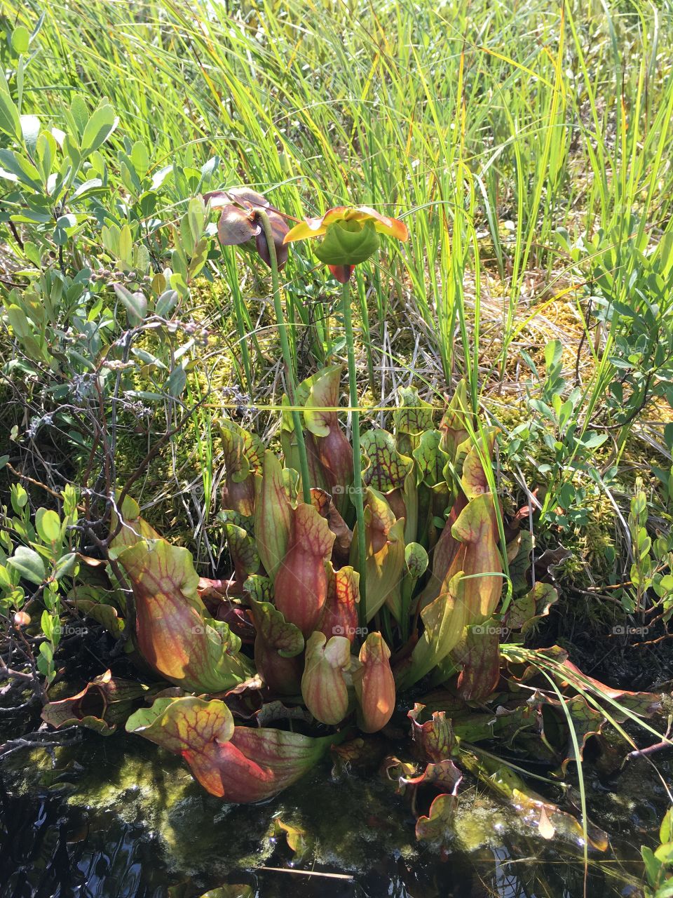 Pitcher Plant (sarracenia purpurea)