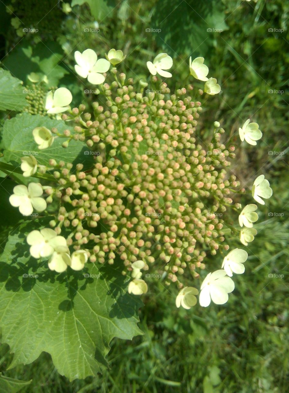 Nature, Flora, Flower, Summer, Leaf