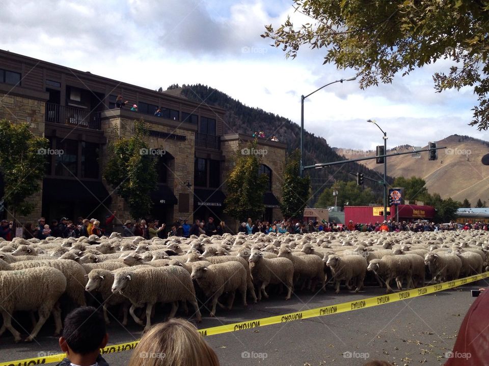 Sheep race