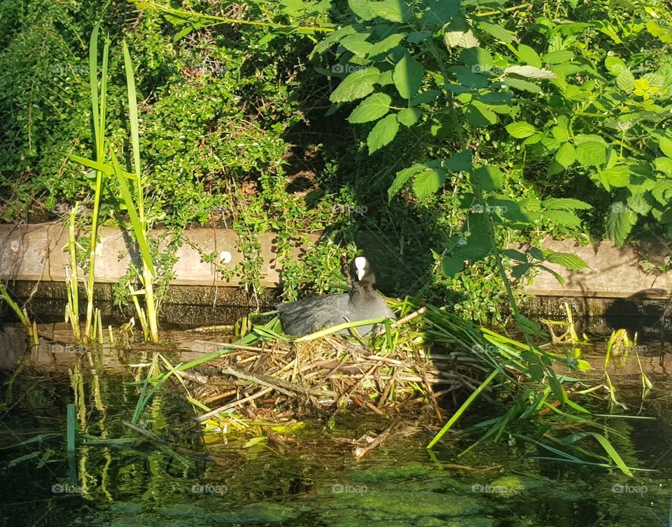 Coot on her nest in the sun.