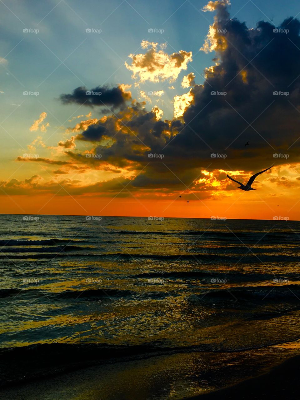 Silhouette of a bird flying against dramatic sky