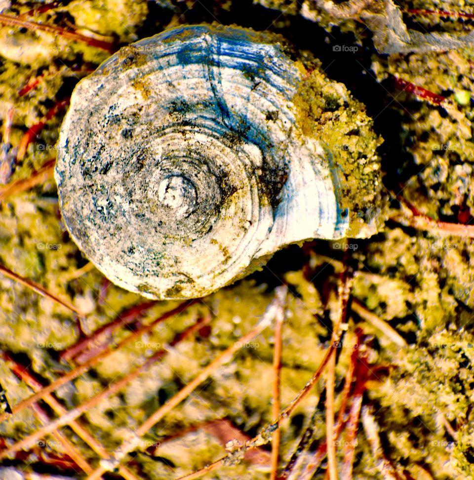Sea shell by the bog