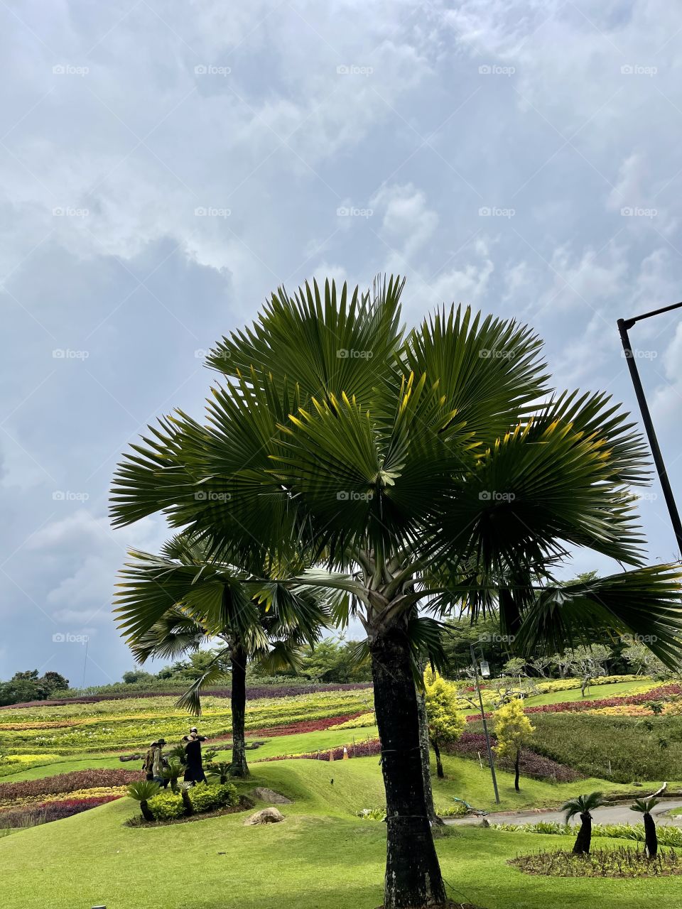 Palm trees at beautiful lakeside,nice views