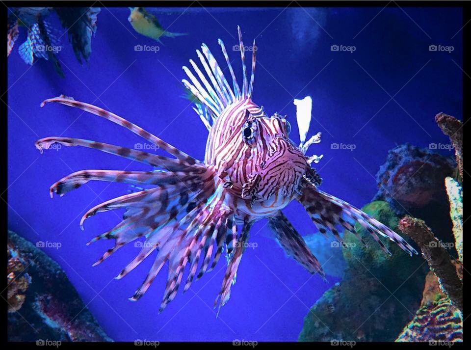 Lion fish
