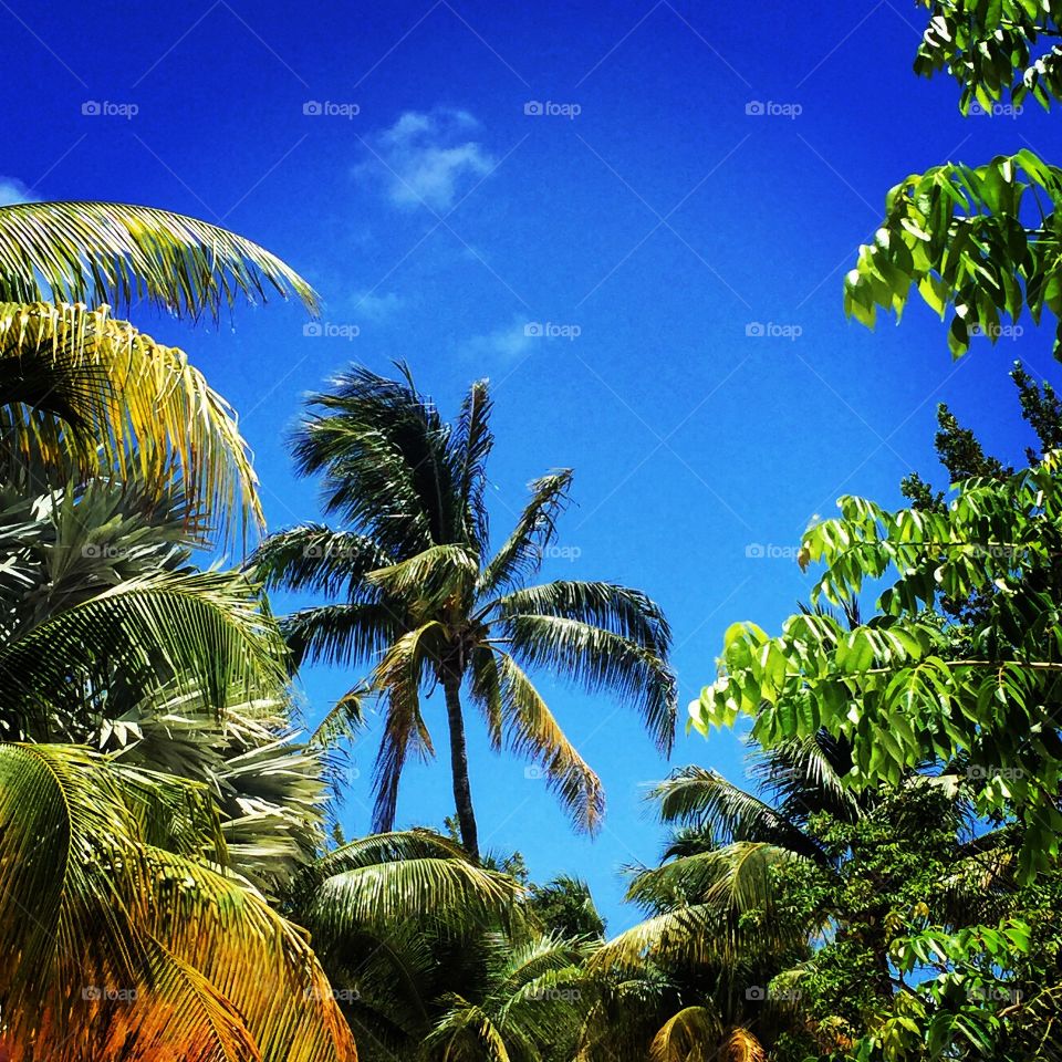 Tropical trees. St. Thomas U.S. Virgin Islands 