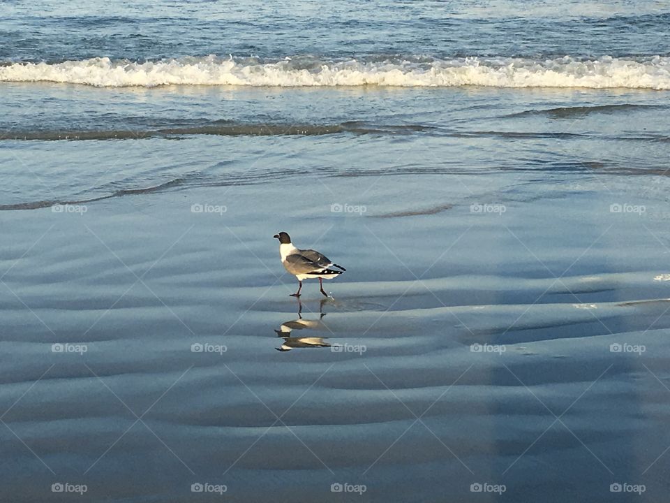 A day in a birds shoes