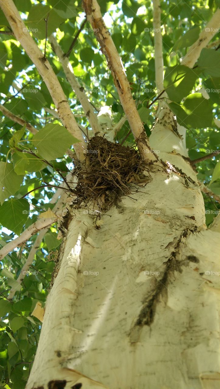 bird nest