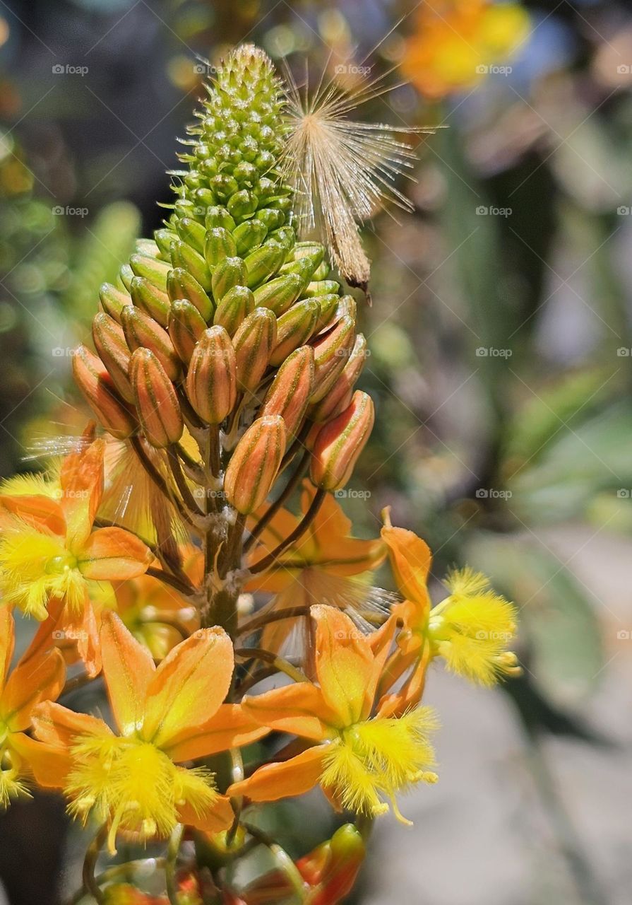 "Spring wonder" a yellow stalked bulbine and a bokeh background is bright,  lively,  and screams spring time.