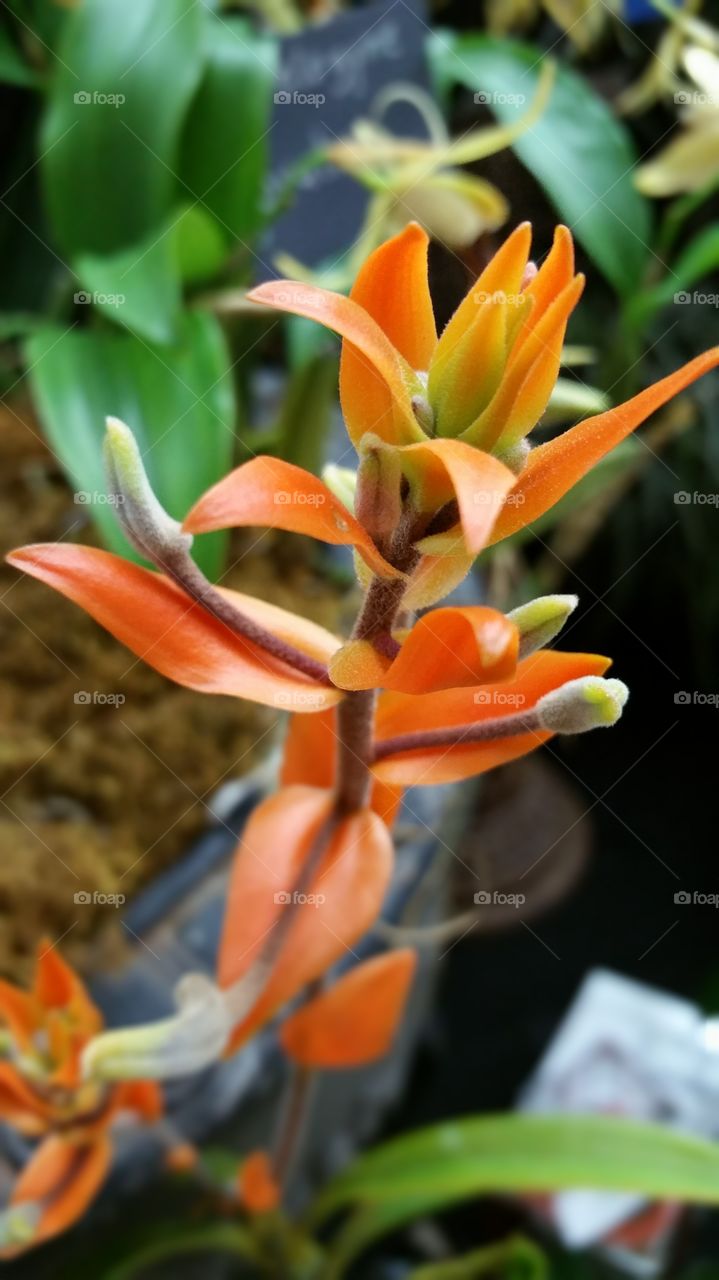 Rare orange orchid