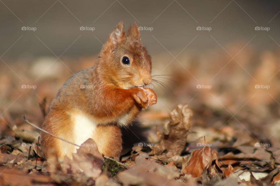 Squirrel on leaves