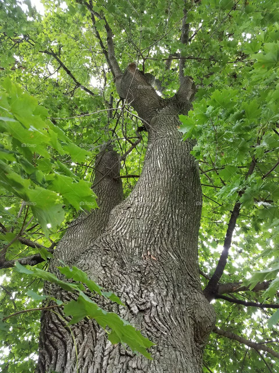 tree bark texture